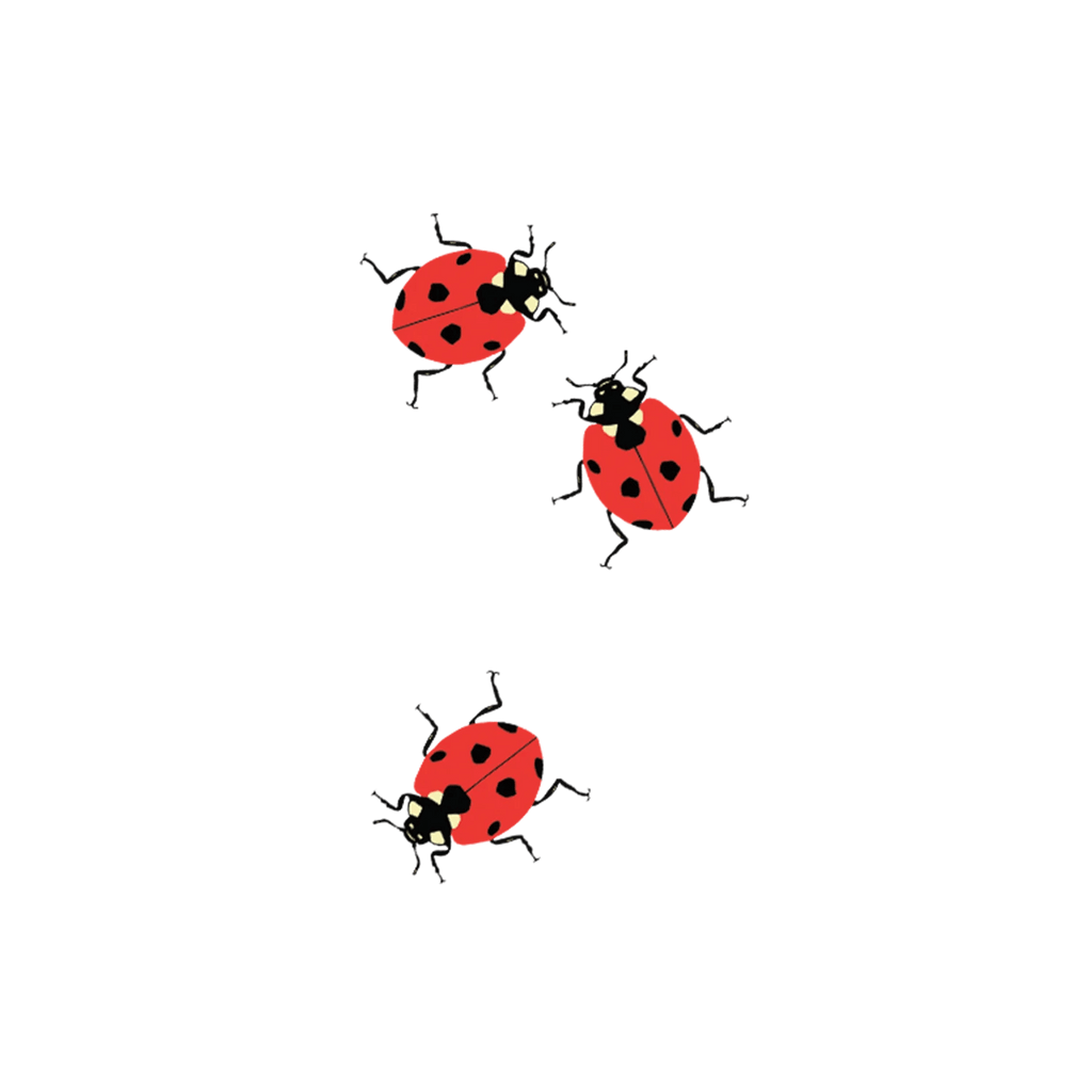 Tattly Temporary Tattoo - Ladybugs - Mockingbird on Broad