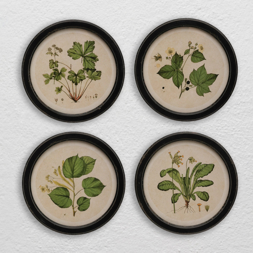 Framed Wall Decor with Botanical Print, 4 Styles - Mockingbird on Broad