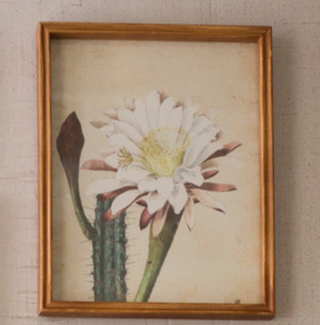 Cactus Flower Prints Collection | sold separately - Mockingbird on Broad