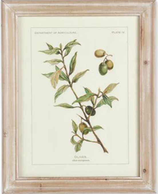 Olive Leaf Botanical Prints - Mockingbird on Broad