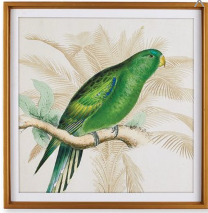 Green Parrot Study Wall Art - Mockingbird on Broad