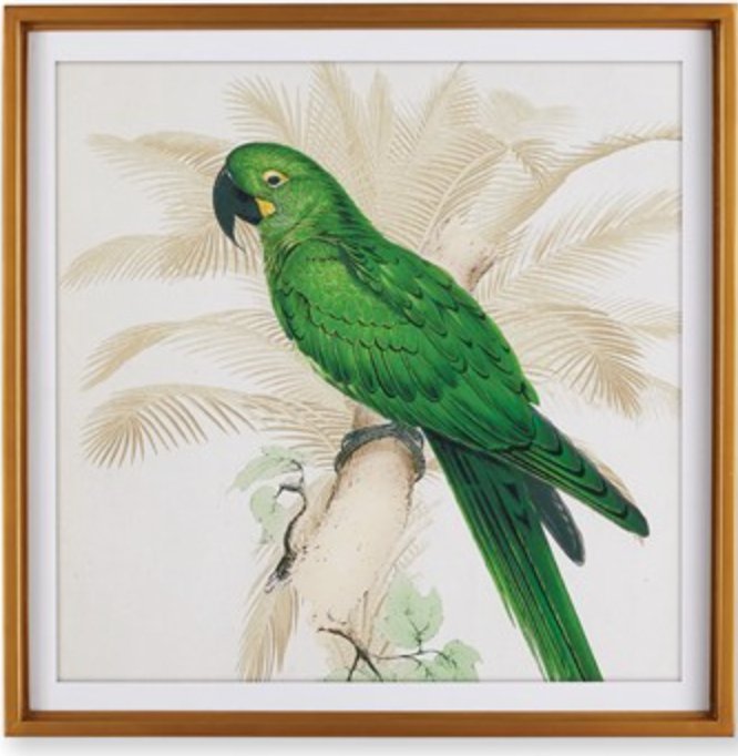 Green Parrot Study Wall Art - Mockingbird on Broad