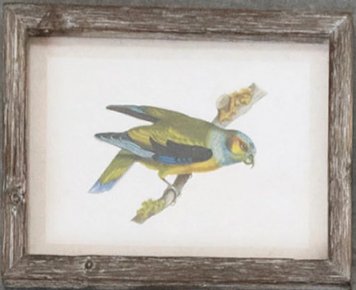 Framed Wall Art - Nature - Mockingbird on Broad