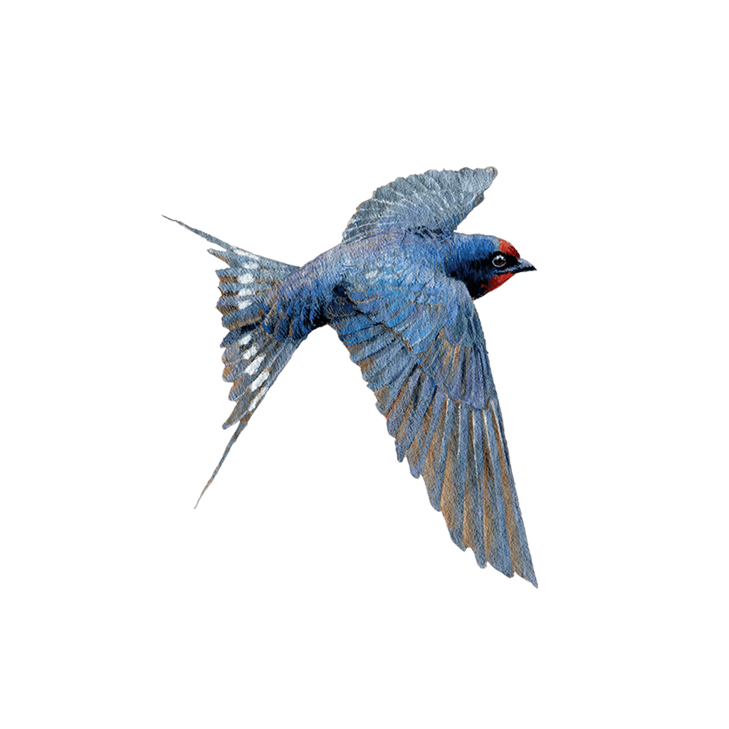 Tattly Temporary Tattoo - Bluebird - Mockingbird on Broad