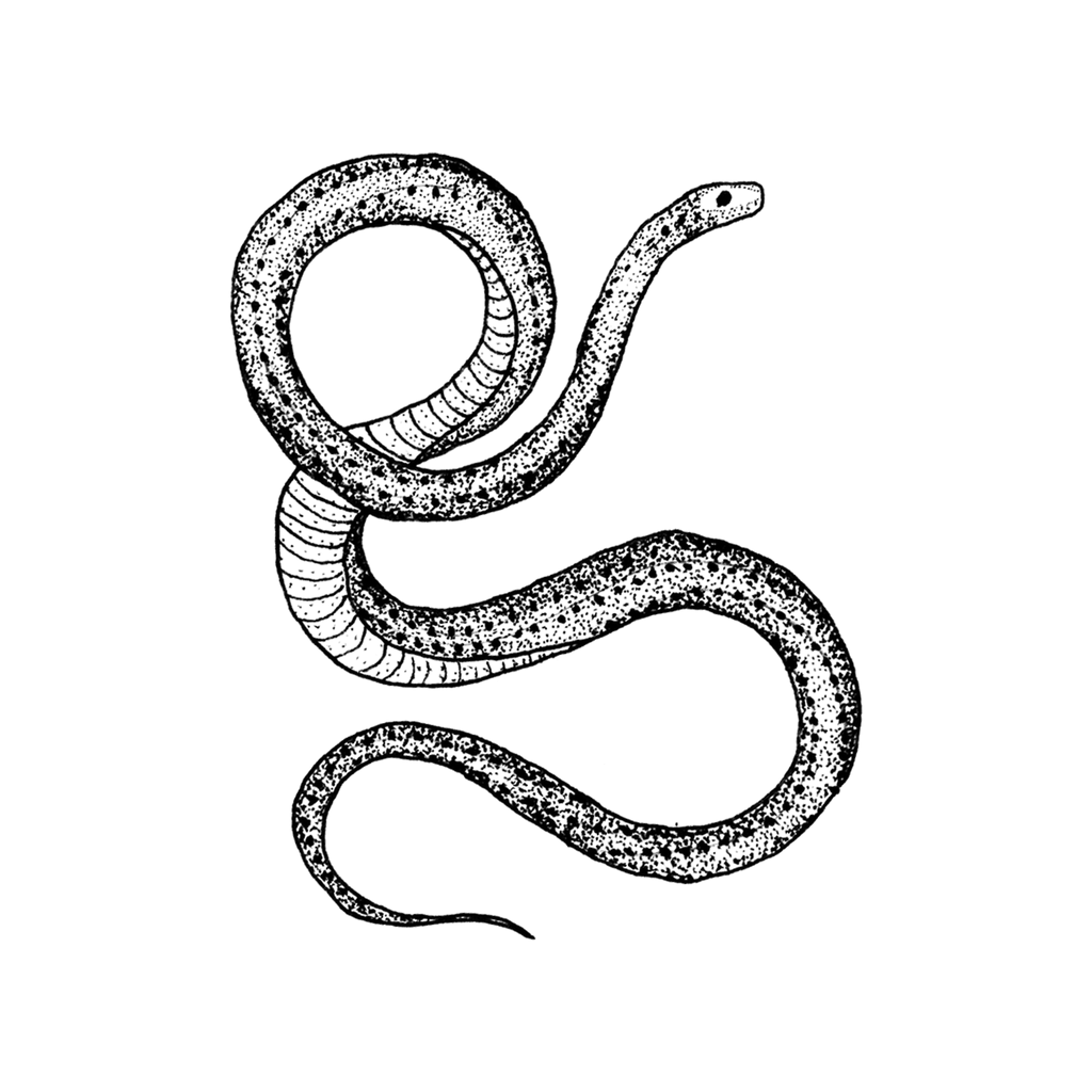 Tattly Temporary Tattoo - Serpent - Mockingbird on Broad
