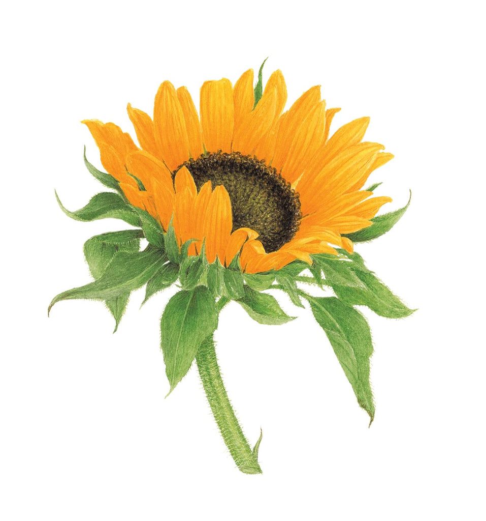 Tattly Temporary Tattoo - Sunflower - Mockingbird on Broad